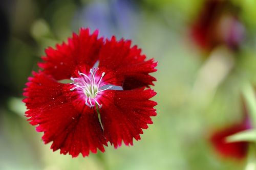 flower garden summer