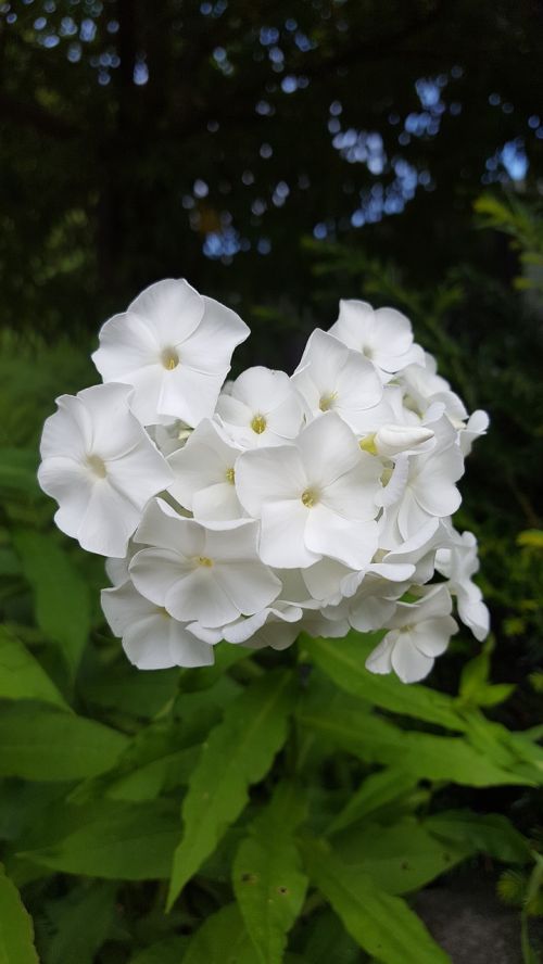 white garden phlox flower flowering time