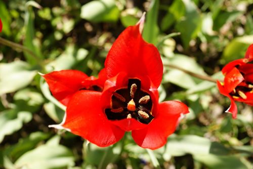 flower tulip red