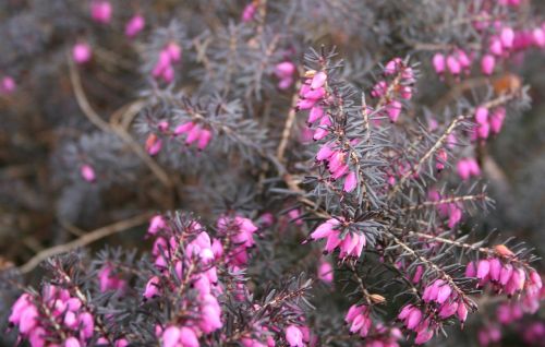 flower plant pink