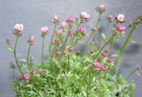 flower plant pink