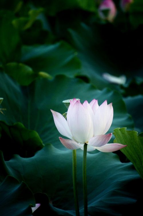 flower lotus natural