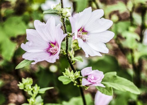 flower nature garden