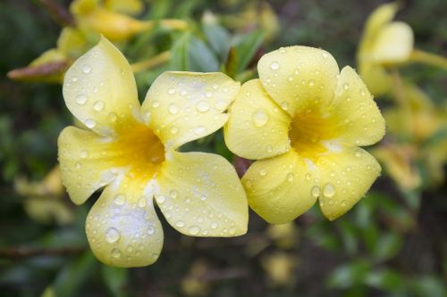 flowers yellow flowers fresh flowers