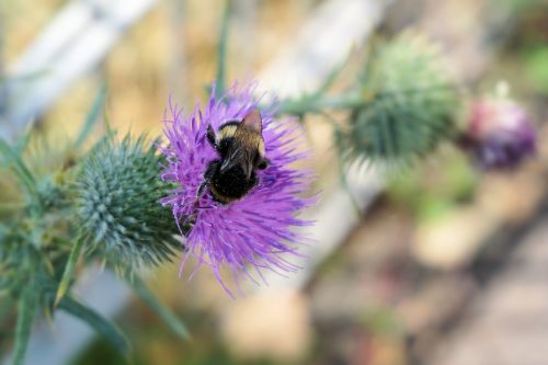 flower thistle blossom