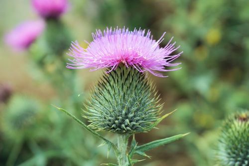 flower thistle blossom