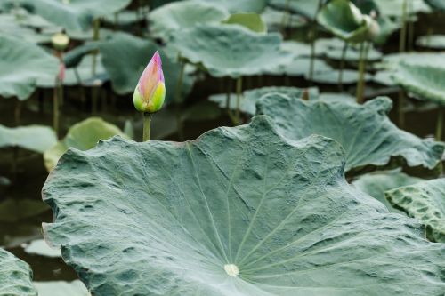 flower lotus home