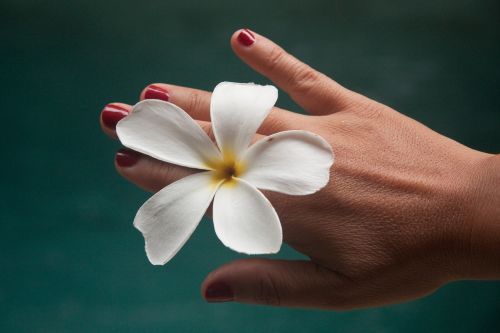 flower frangipane hand