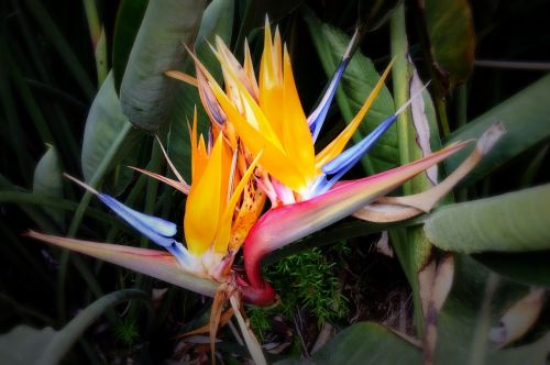 bird of paradise flower orchid