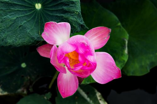flower lotus home