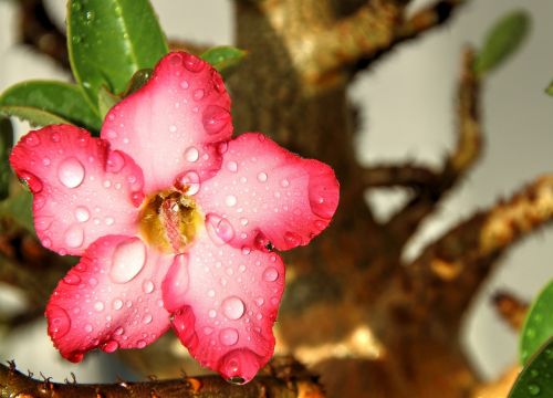 flower pink flowers