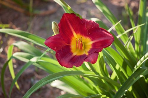 flower outdoors plant