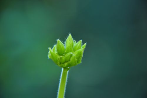 flower flowers