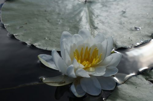 flower pond lily