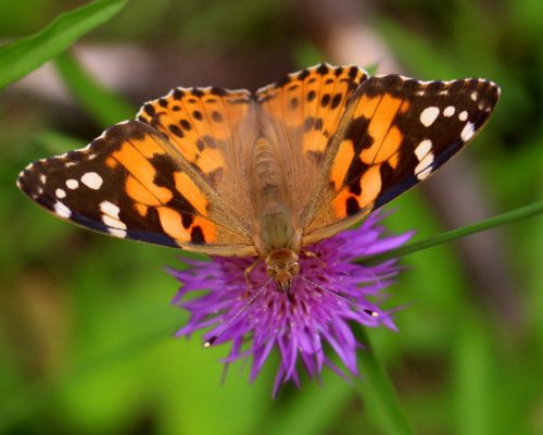 flower butterfly colorful