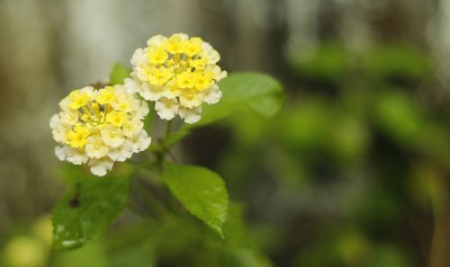 flower yellow white combination natural