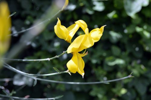 flower yellow nature