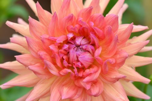 flower nature dahlia