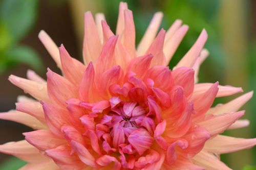 flower nature dahlia