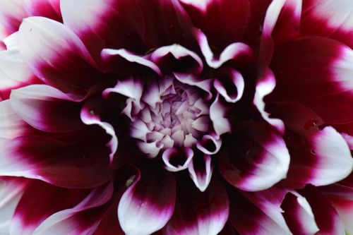 flower nature dahlia