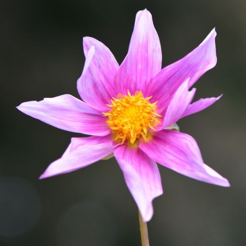 flower nature dahlia