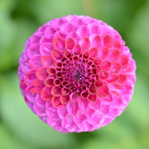 flower nature dahlia