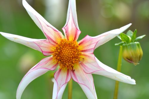 flower nature dahlia