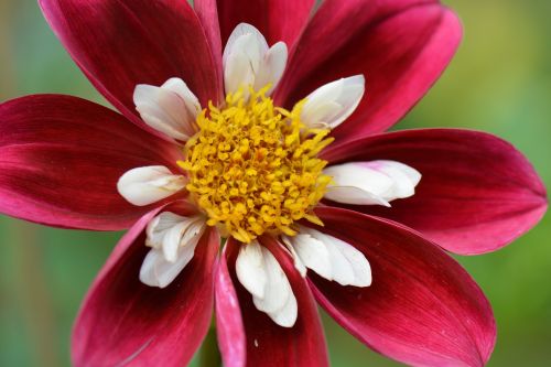 flower nature dahlia