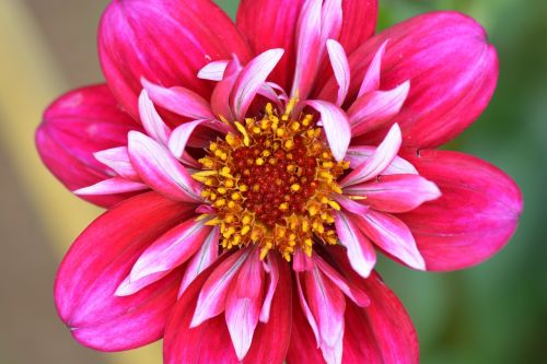 flower nature dahlia