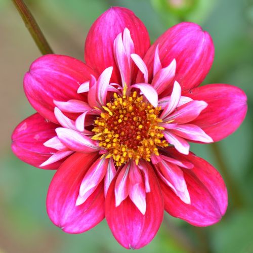 flower nature dahlia