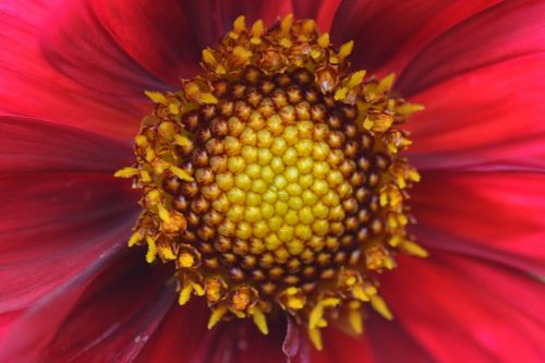 flower nature dahlia