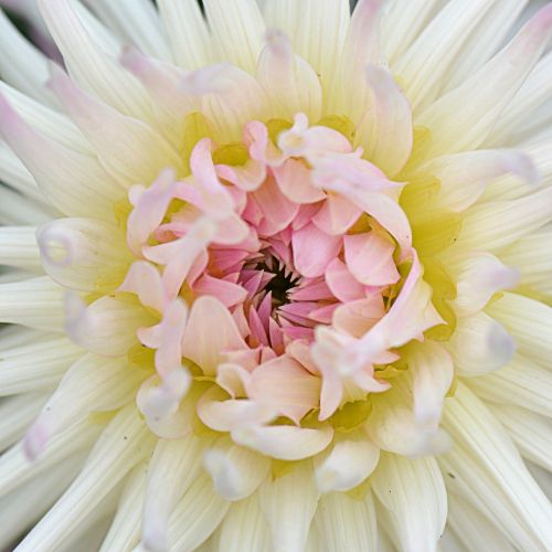 flower nature dahlia