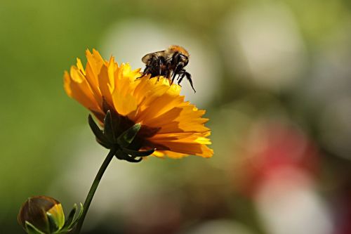 flower yellow bee