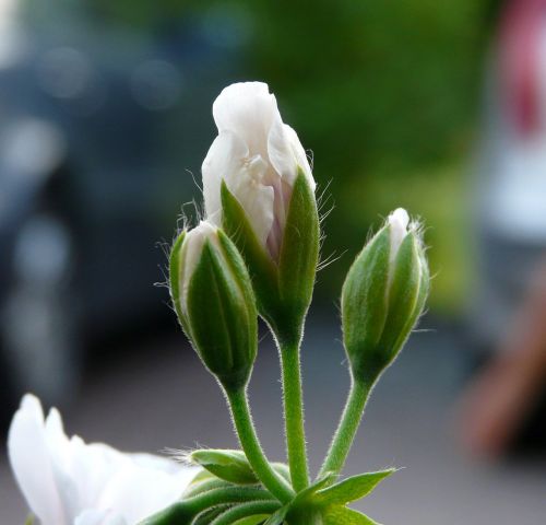 flower bud close