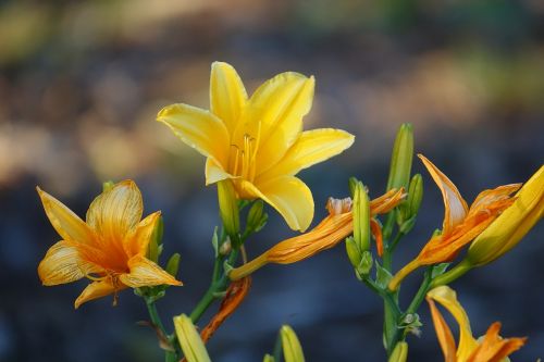 flower lily yellow