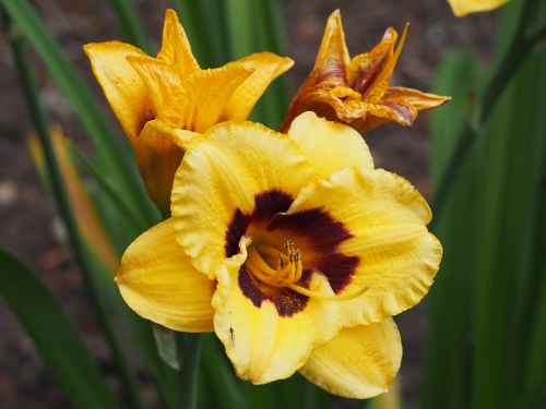 flower daylily garden