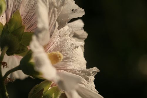 flower spring white