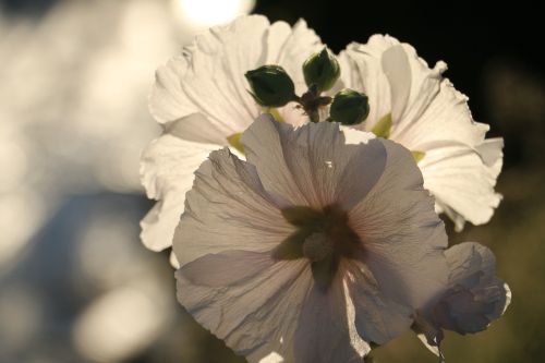 flower spring white nature