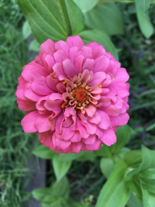 flower zinnia summer