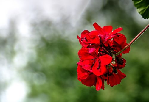 flower red summer