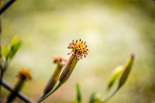 flower macro nature