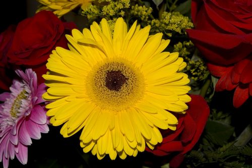 flower gerbera daisy yellow