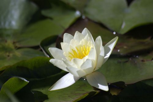 flower water lilies summer