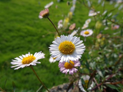 flower white yellow