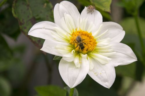 flower white close