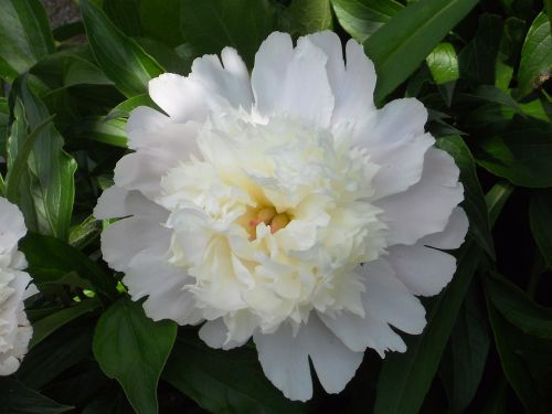 flower peonies blossom