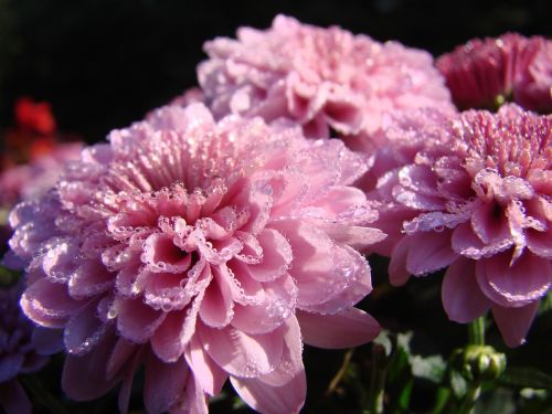 flower chrysanthemum asteraceae