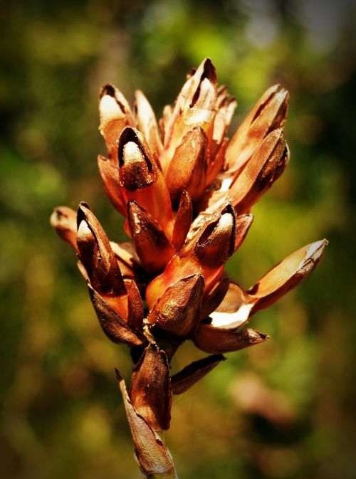 dry flower field