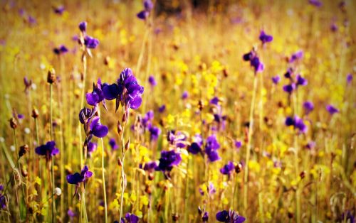 flower field wild