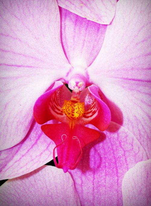 flower orchid tropical